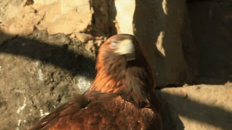 Take-off of golden eagle close up, Aquila chrysaetos, on rocky background. Stock Footage 46463355