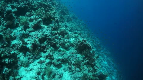 Take in mesmerizing view of underwater world in slow motion. Video stock 235630862