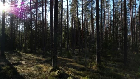 Take-off in the morning sunny forest. Stock Footage 163697635