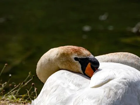 Take a nap Foto stock