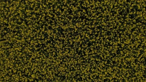 Take off over flowers Stock Footage 130636451