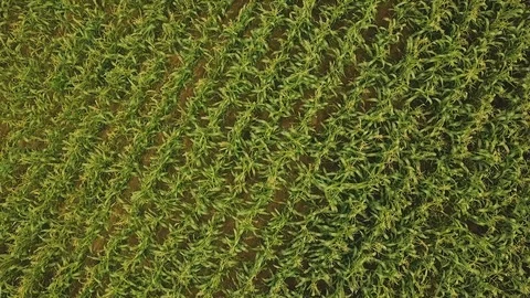 Take Off Over The Green Corn Field. Aerial Drone View Stock Footage 94037809
