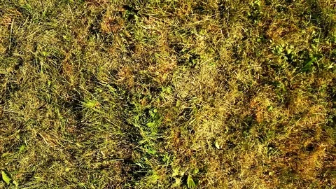 Take Off Over The Green Grass Stock Footage 117256474