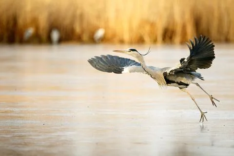 Take off! Stock Photos