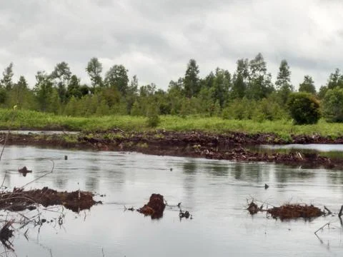 Take the picture of Forest Stock Photos