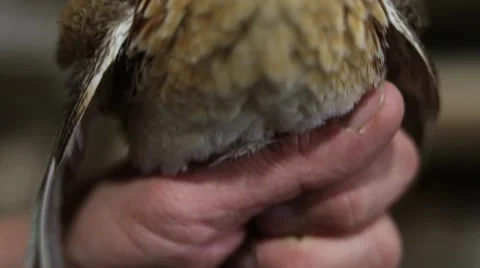 Take the quail in hand Stock Footage 68913619