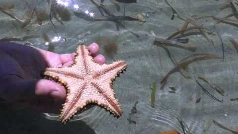 Take a starfish from the ocean Video stock 173517060