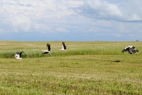 Take off of storks Stock Photos