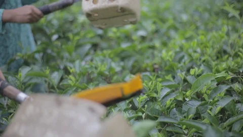Take Tea Shoots Stock Footage 123261042