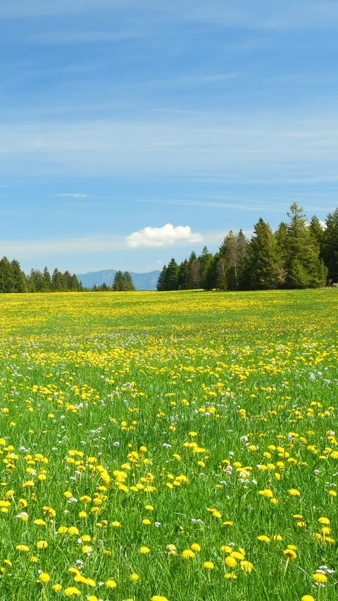Take a Virtual Escape to a Peaceful Spring Meadow with Timelapse Views of Dan Stock Footage 309225600