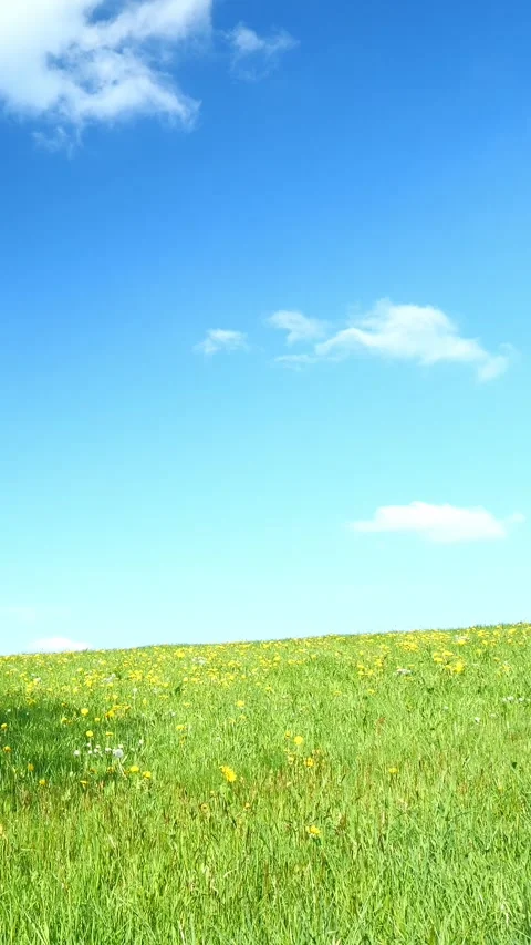 Take a Virtual Escape into the Spring Meadow with Dandelions and Timelapse of Stock Footage 309218670