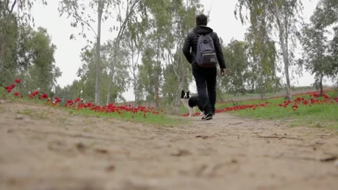 Take walk the dog Video stock 243327232