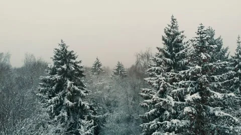 Take off in a winter forest in central Russia Stock Footage