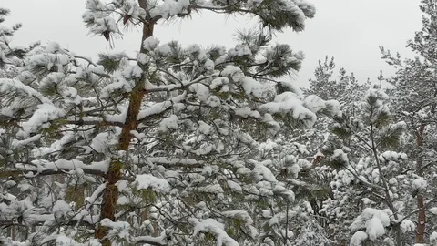 Take off in the winter forest Video stock 127778659
