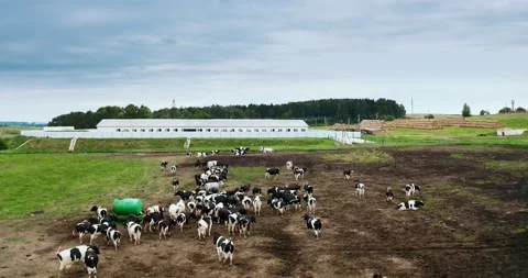 Taken from a drone a large herd of cows in a paddock. Stock Footage 138473084