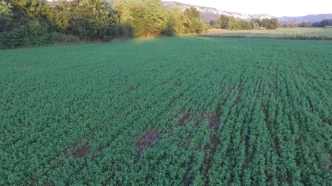 Takeoff above the field in summer Vídeo Stock 138075142