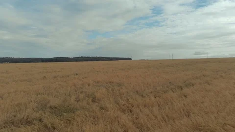 Takeoff and flight over the field in the daytime in summer Vídeos de archivo 108249213