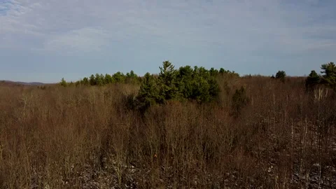 Takeoff and flying over fall forest Video stock 224505649