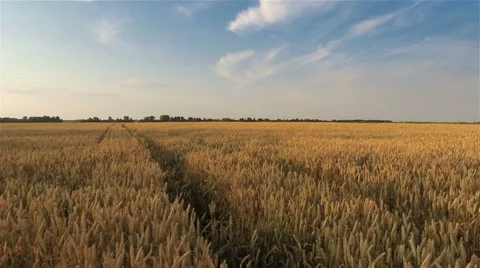 Takeoff and Flying Over Wheat Field Stock-Footage 52322332