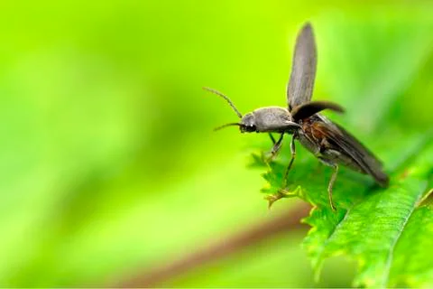 Takeoff a beetle Stock Photos