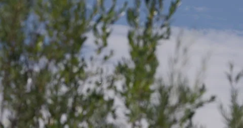 Takeoff caught through foliage Stock Footage 270156473