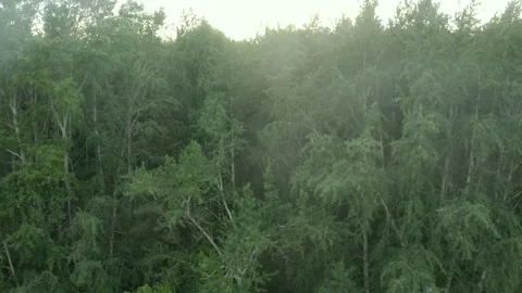 Takeoff drone over the forest. Take off over a thick forest. Transition to maste Stock Footage 208424332