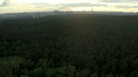 Takeoff drone over the forest. Take off over a thick forest. Transition to maste 스톡 동영상 208424811