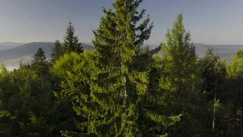 Takeoff in the forest near a pine tree with a view of the mountains Stock Footage 296377054