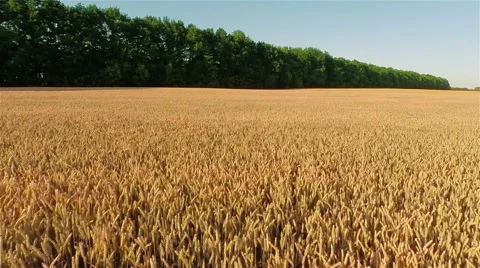 Takeoff Over Big Field in Evening 動画素材 52321364