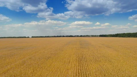 Takeoff over big field in evening Stock Footage 100665066