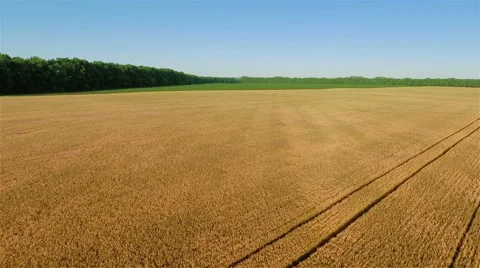 Takeoff Over Big Field Vídeos de archivo 52321055