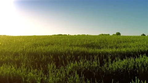 Takeoff over big green field in evening Stock Footage 100665305