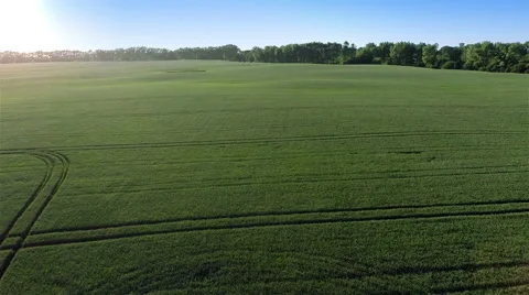 Takeoff Over Big Green Fields in Evening Vídeo Stock 51445505