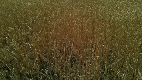 Takeoff over a field of wheat. The crop is ready for harvesting. Stock Footage 157346624