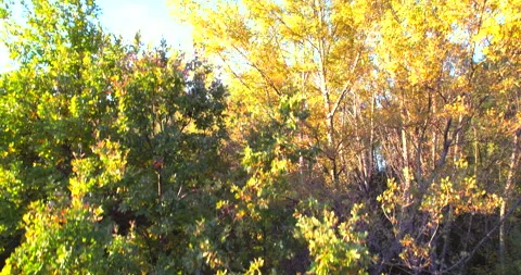 Takeoff over the forest aerial view in autumn in a fabulous HDR lake distance Stock Footage 163200489