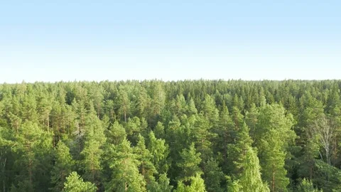 Takeoff over a huge green forest Stock Footage 202186473