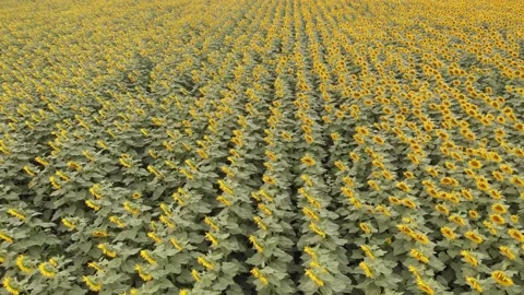 Takeoff over a large sunflower field. Stock Footage 140117793
