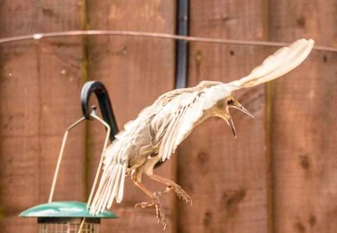 Takeoff ! Stock Photos