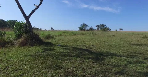 Takeoff in the Savannah Vídeos de archivo 61841985
