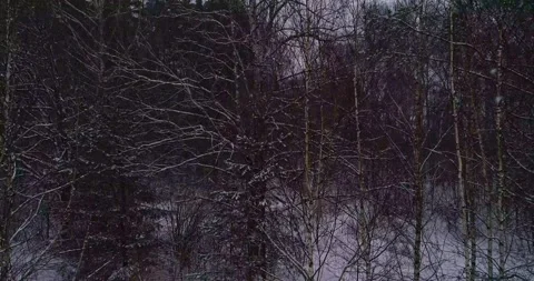 Takeoff on a winter tree with active snowfall Stock Footage 147696757