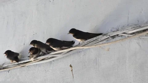 Takeoff wire, swallows learn to fly Vídeos de archivo 278989587