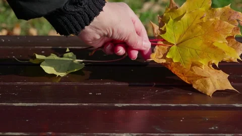 Takes leaves from the bench Stock Footage 331127247