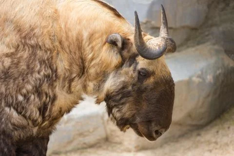 Takin also known as the gnu goat. Wildlife animal. Stock Photos