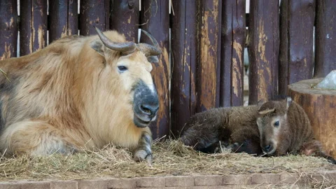 Takin, cattle chamois or gnu goat lies with cub Video stock 169512174