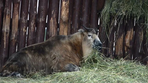 Takin eating grass Stock Footage 64951560