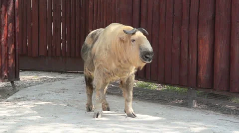 Takin Stock Footage 26176334