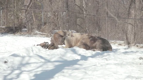 Takin Stock Footage 86661221