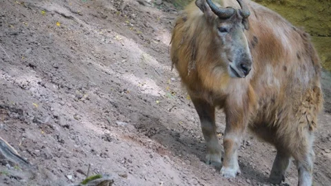 A takin goat  Stock Footage 253258316