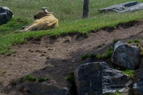 Takin lie down on grass Stock Photos