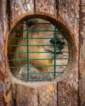 A takin looking through a barred window in zoological garden. Stock Photos